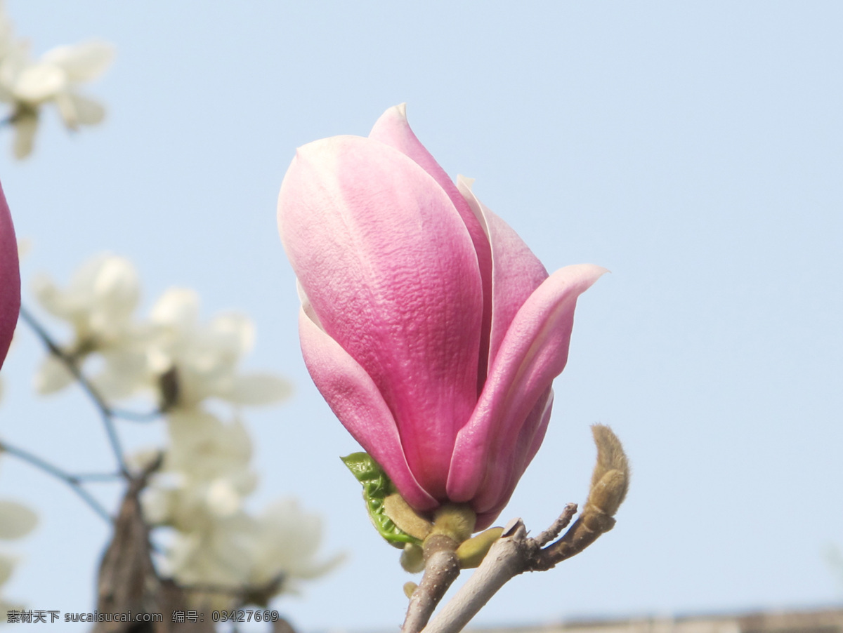 微距玉兰花 微距 粉色 玉兰花 仰视角度 花草 生物世界