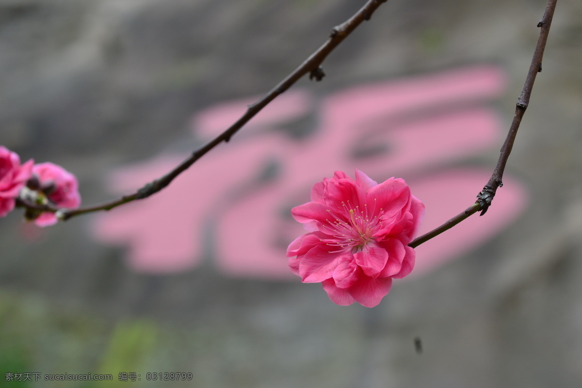 桃花 春天 花 花草 旅游 生物世界 特写 紫色 psd源文件