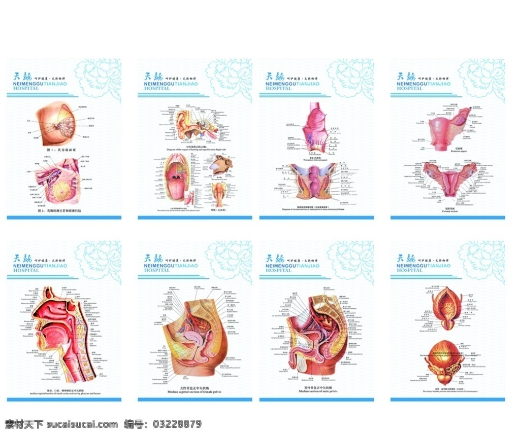 解剖图 男性生殖 系统解剖图 男科解剖图 泌尿男科 外科解剖图 五官科解剖图 肛肠系统 其他设计 矢量 cdr文件