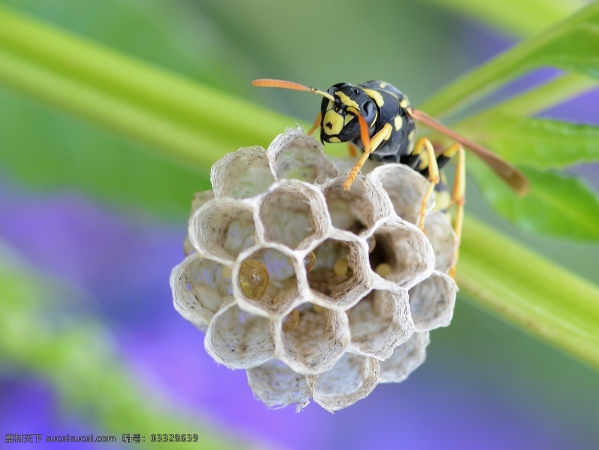马蜂 马蜂窝 动物 昆虫 生物 生物世界 马蜂和马蜂窝 胡蜂 黄蜂