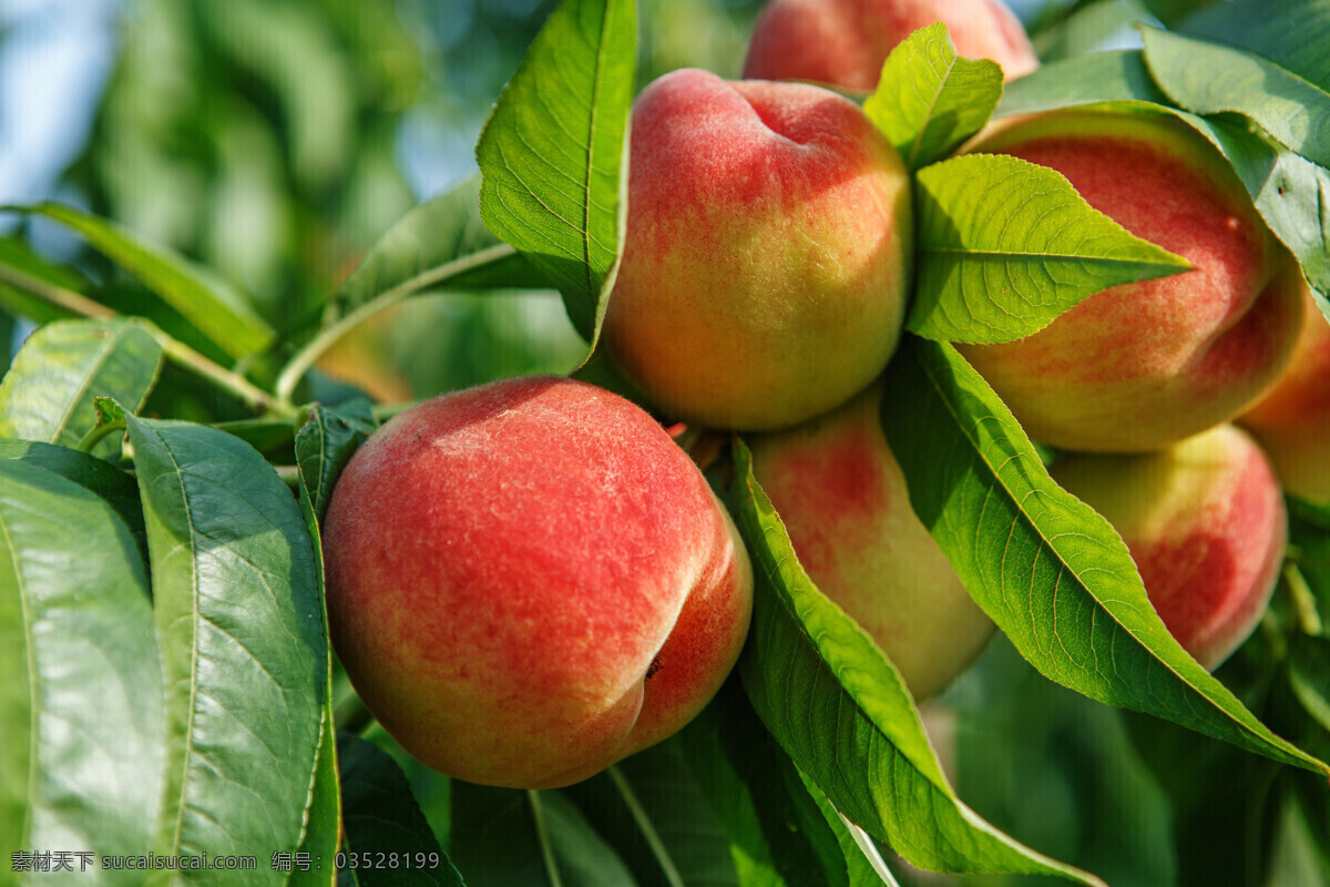 生活百科 近景 特写 微距 水果 桃子 新鲜 叶子 绿叶 丰收 成熟 果树 果园 生物世界