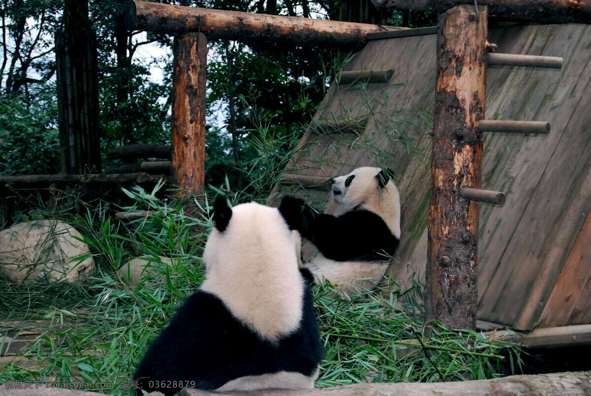 大熊猫 熊猫 竹子 熊猫基地 碧峰峡 旅游 野生动物 生物世界