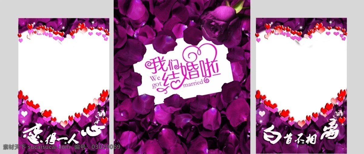 紫色 婚礼 背景 墙 玫瑰 浪漫 白色