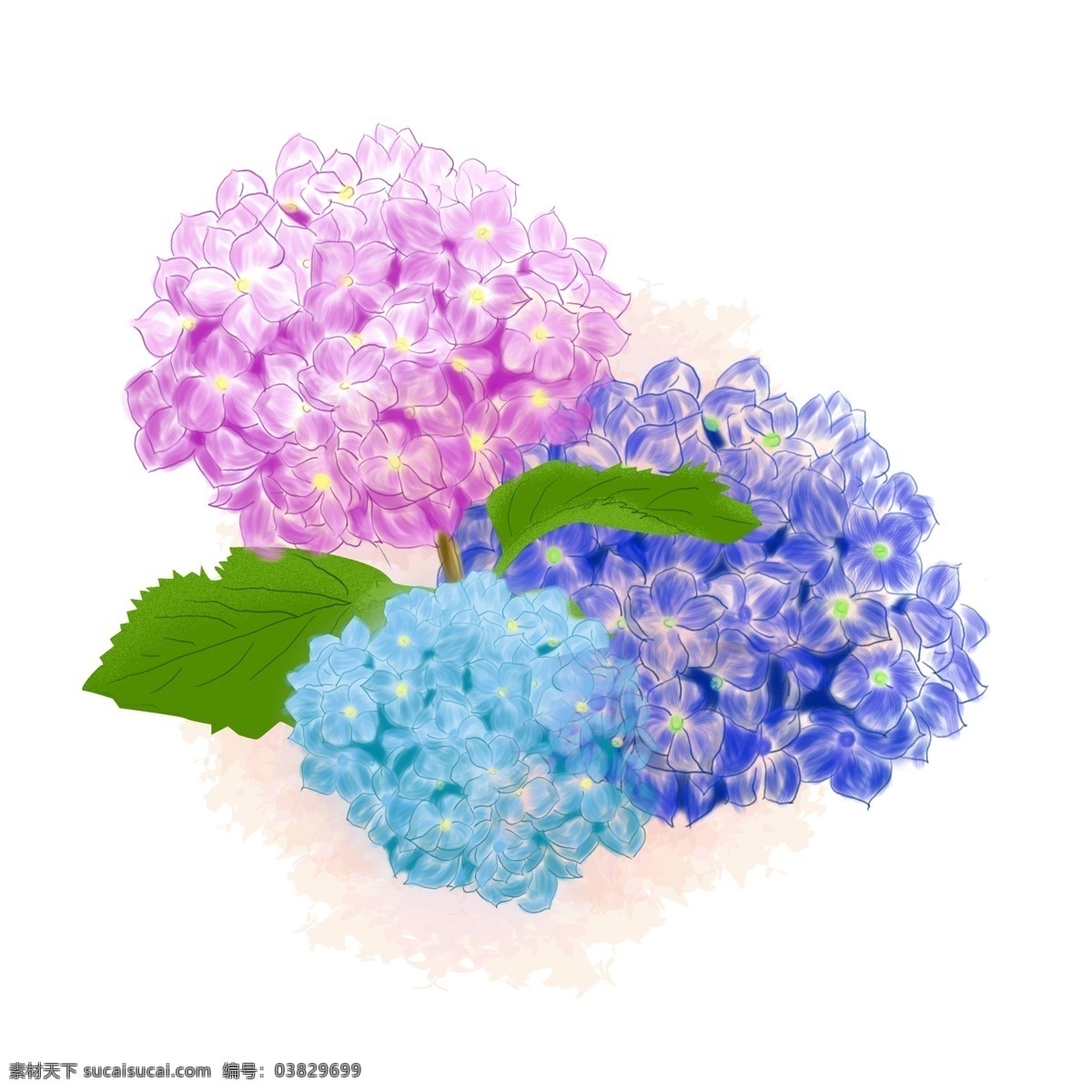 绣 球花 紫色 手绘 风 花朵 元素 绣球花 蓝色 叶子 手绘花朵 手绘风