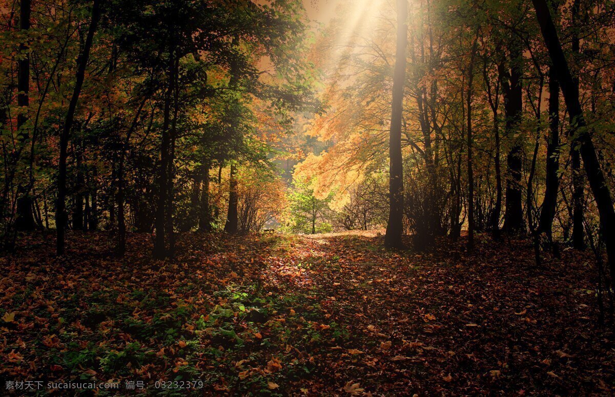 森林阳光 森林 阳光 树林 光线 丁达尔效应 落叶 秋季森林 摄影图片 自然景观 自然风景
