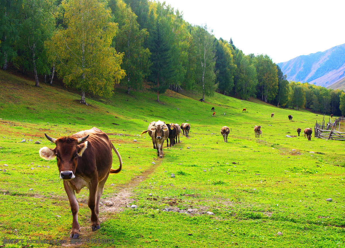 草原牛群 新疆 草原 牛群 小路 山坡 绿草 树林 牛 山脉 国内旅游 旅游摄影