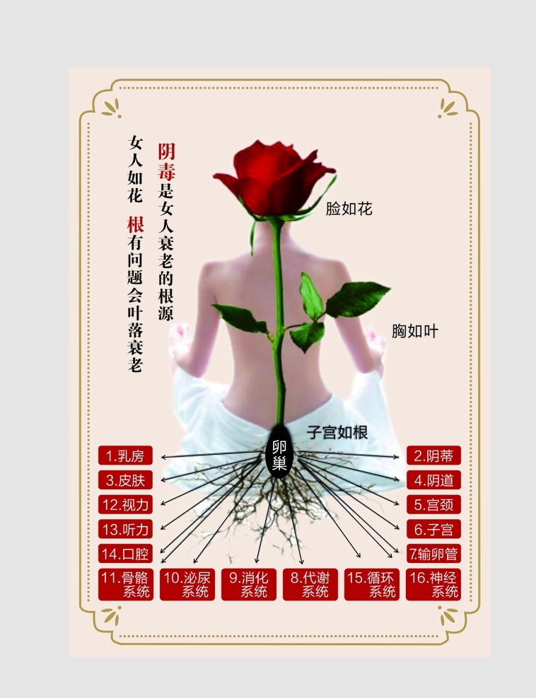 女人如花 脸如花 胸如叶 子宫如根 卵巢保养 生活百科