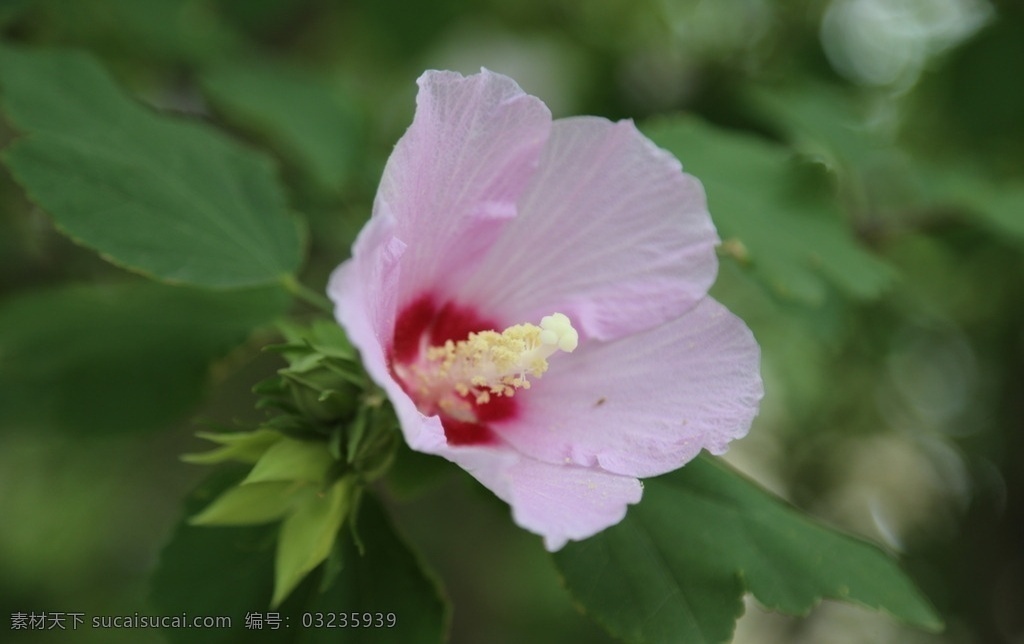 木槿 无穷花 花卉 花儿 花草 植物 园林绿化 绿化景观 装饰画 木槿木槿花 生物世界