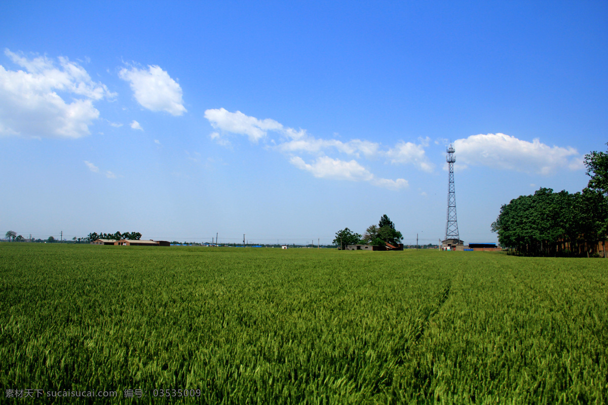 现代农业 蓝天白云 小麦 丰收在望 信号塔 农业 农村 农庄 生活素材 生活百科