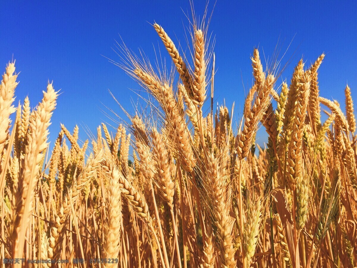 金黄麦穗 麦子 成熟的麦子 蓝天白云 麦子特写 风景 自然景观 自然风景