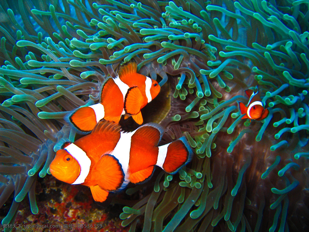海底 世界 美丽 小丑 鱼 澳大利亚 保护 大自然 东南亚 发现 海底世界 卡通 可爱 底 小丑鱼 珊瑚 热带 潜水 鱼类 生物世界
