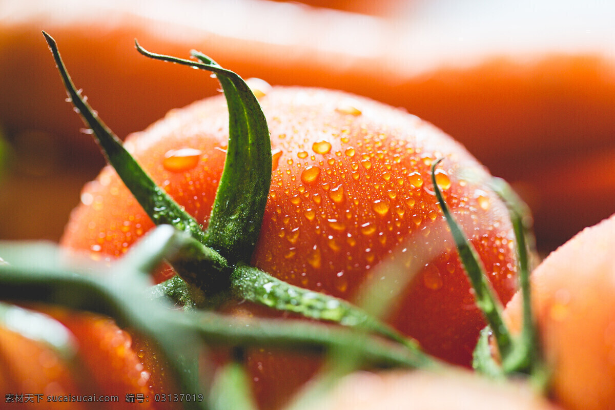 食物原料 植物 蔬菜 蔬菜素材 西红柿 番茄 水珠 微距 高清 近景 餐饮美食