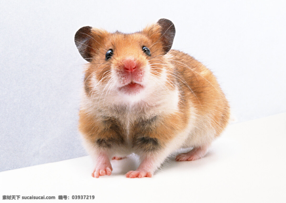 小 动物 动物世界 老鼠 小动物 小老鼠 灰老鼠 试验品 生物世界