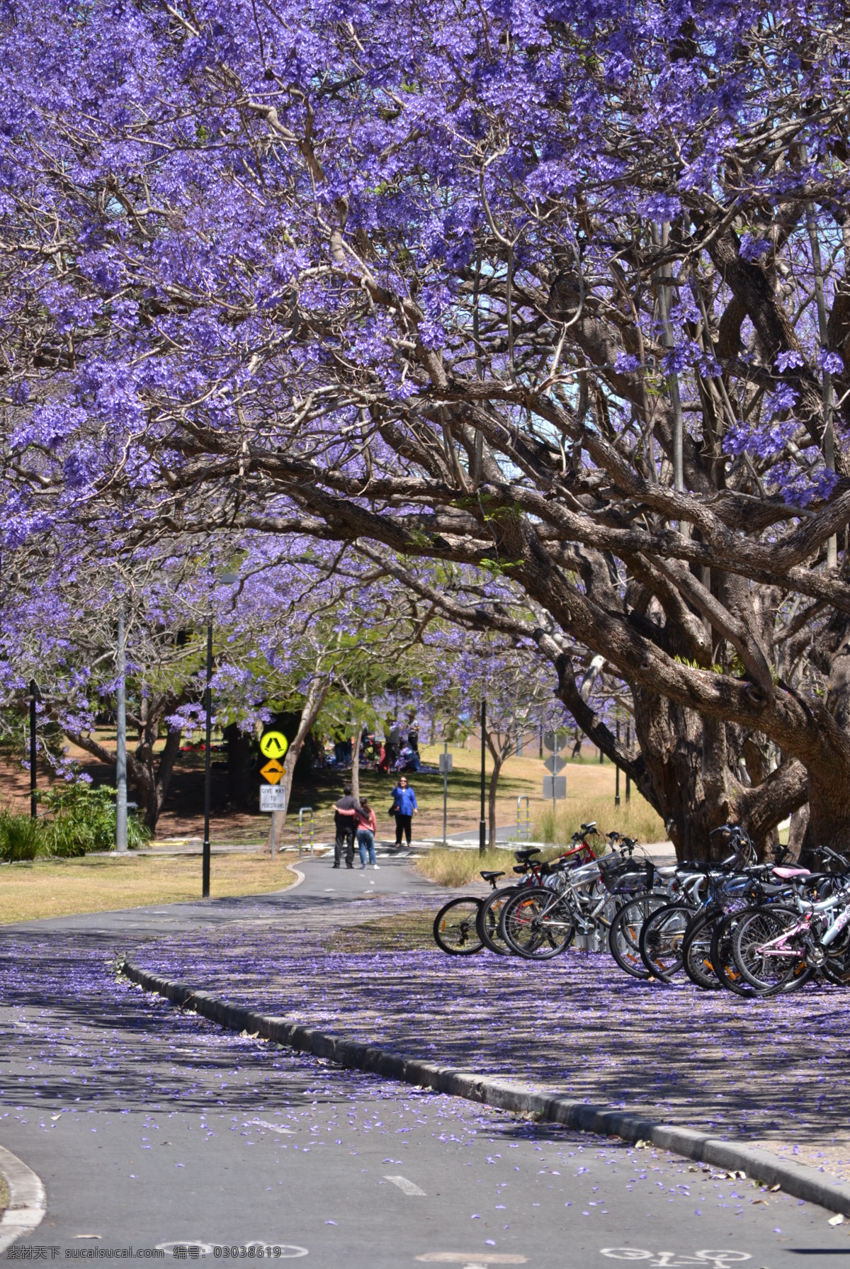 昆士兰 大学 紫色 花 蓝花楹 秋景 国外旅游 旅游摄影