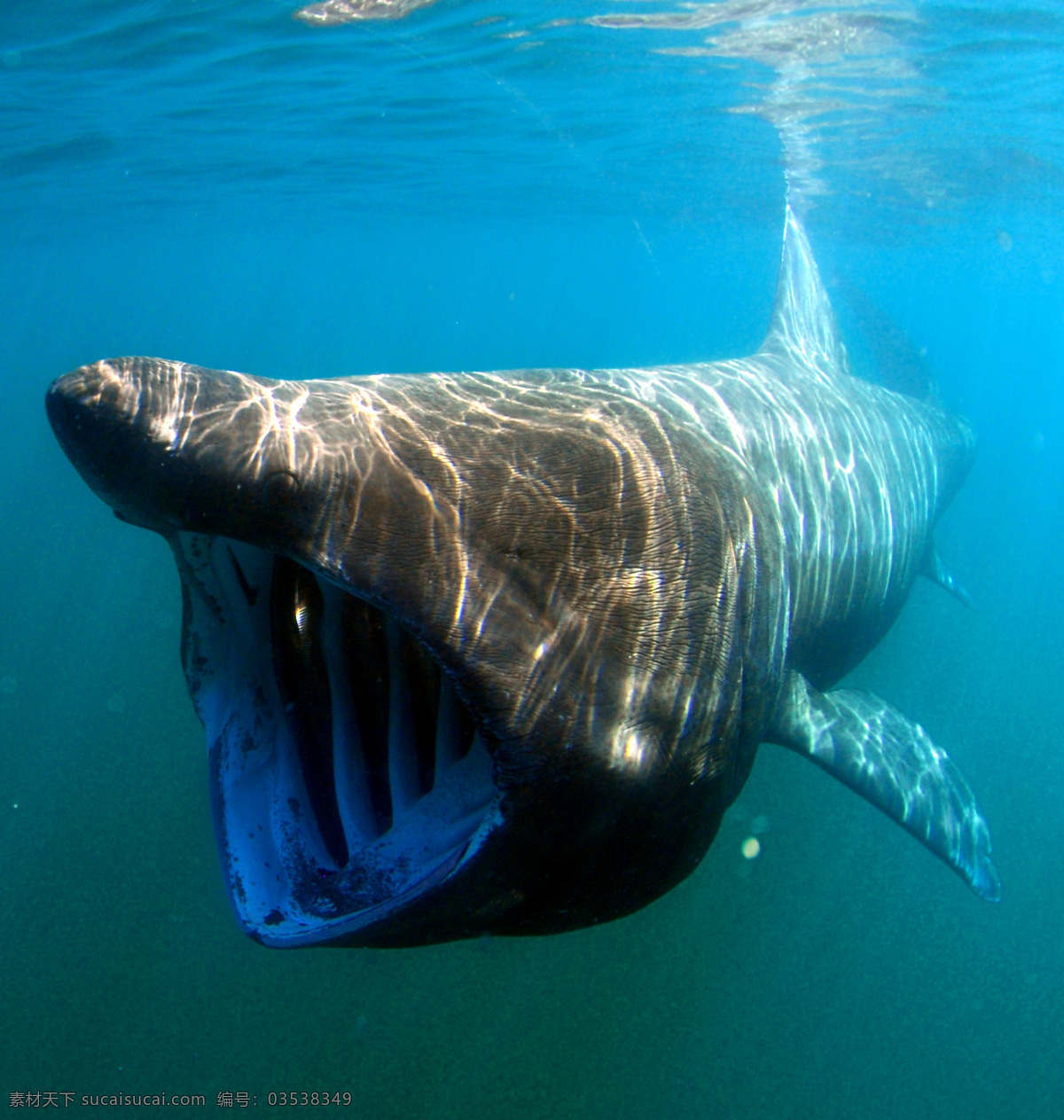 水底 鲨鱼 光影 海底 海洋生物 蓝色 生物世界 鱼类 水底鲨鱼 大牙齿