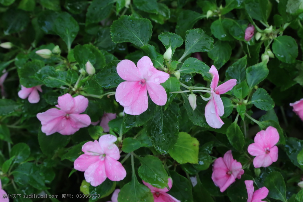 园林美景 花卉大观园 指甲花 花坛 花朵 花蕊 花瓣 花卉 花儿 花草 植物 园林绿化 绿化景观 洋凤仙凤仙花 生物世界