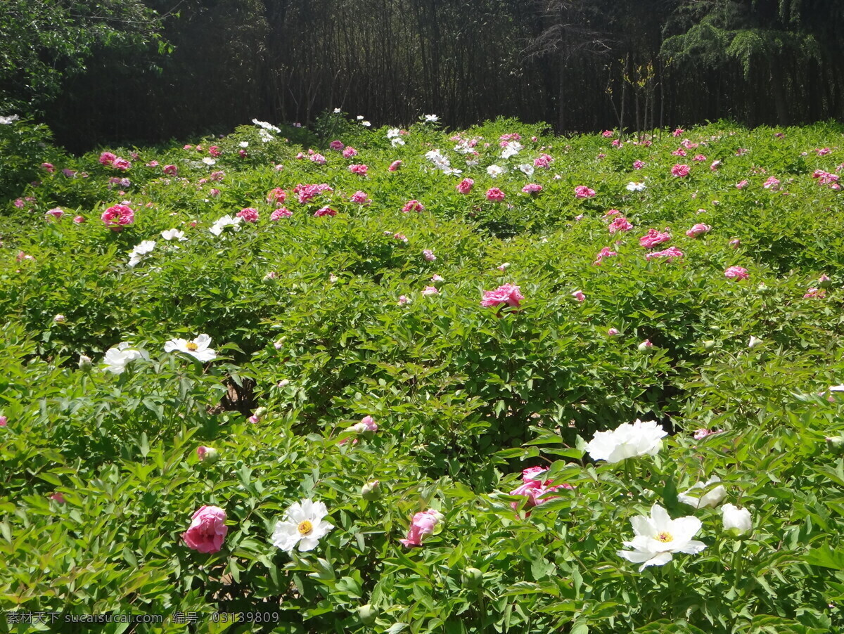 牡丹 春天 花瓣 花草 花朵 绿叶 色彩 鲜花 盛开 特写 鲜艳 生物世界 psd源文件