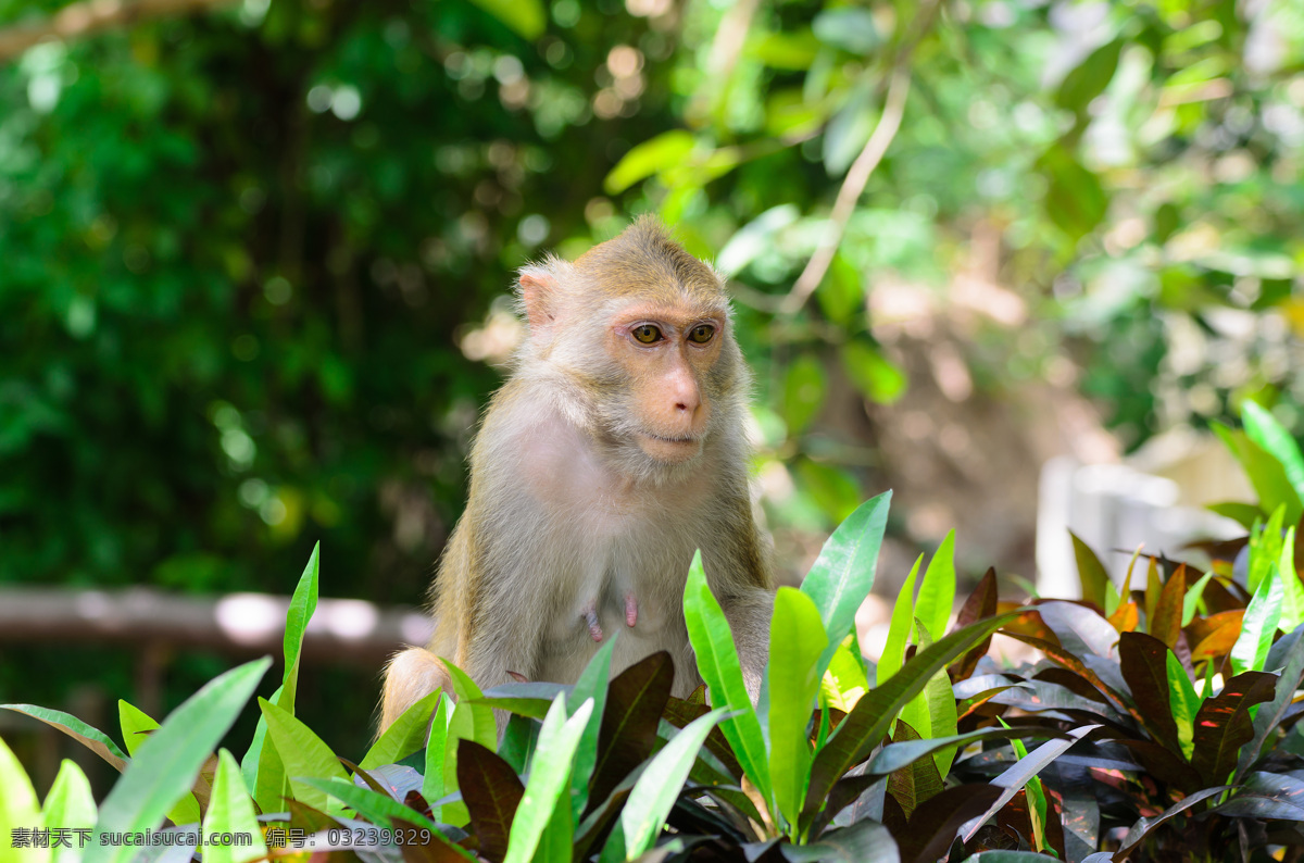 野生 猴子 野生动物 动物摄影 动物世界 陆地动物 生物世界