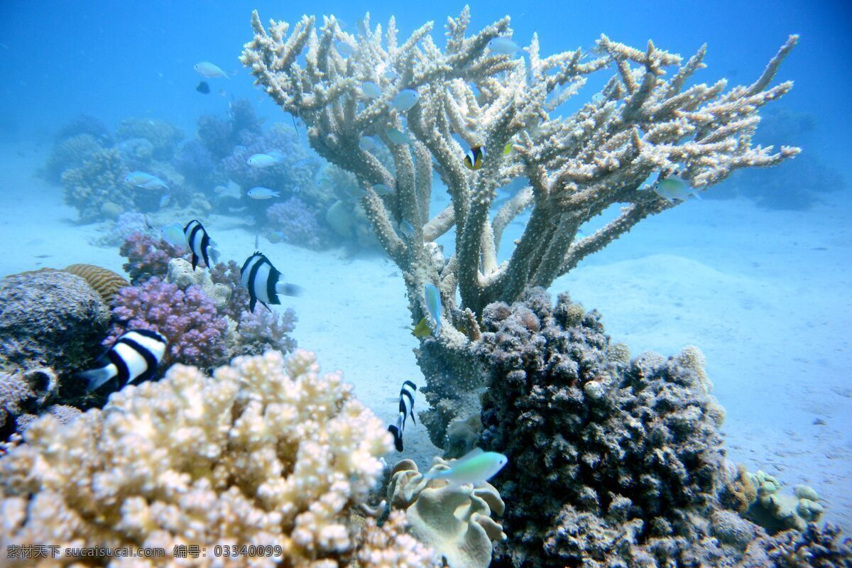 海洋珊瑚 珊瑚 海洋 海 水 礁 跳水 蓝色 性质 大海 异国情调 水下 唯美图片 唯美壁纸 壁纸图片 桌面壁纸 壁纸 背景素材 手机壁纸 创意 生物世界 野生动物
