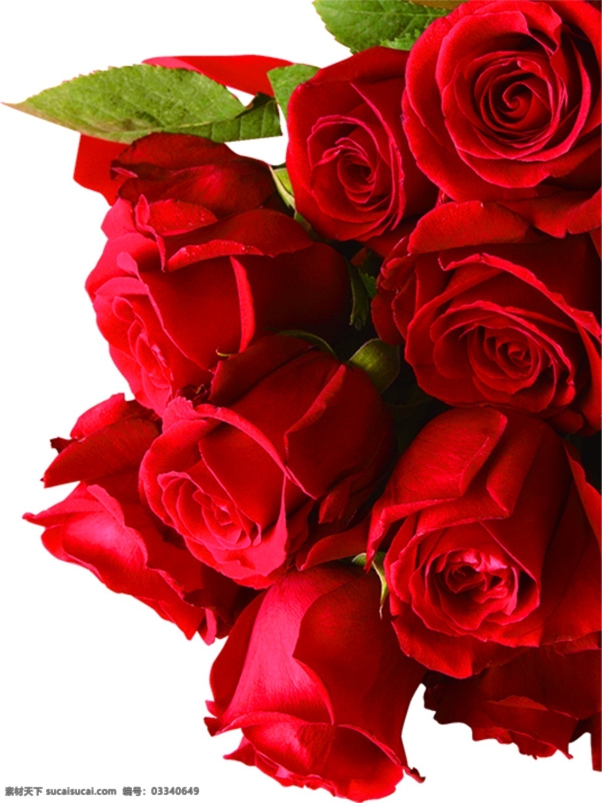 玫瑰花图片 玫瑰花 花 玫瑰 花朵 一支玫瑰 花儿 红色玫瑰 红玫瑰 素材图