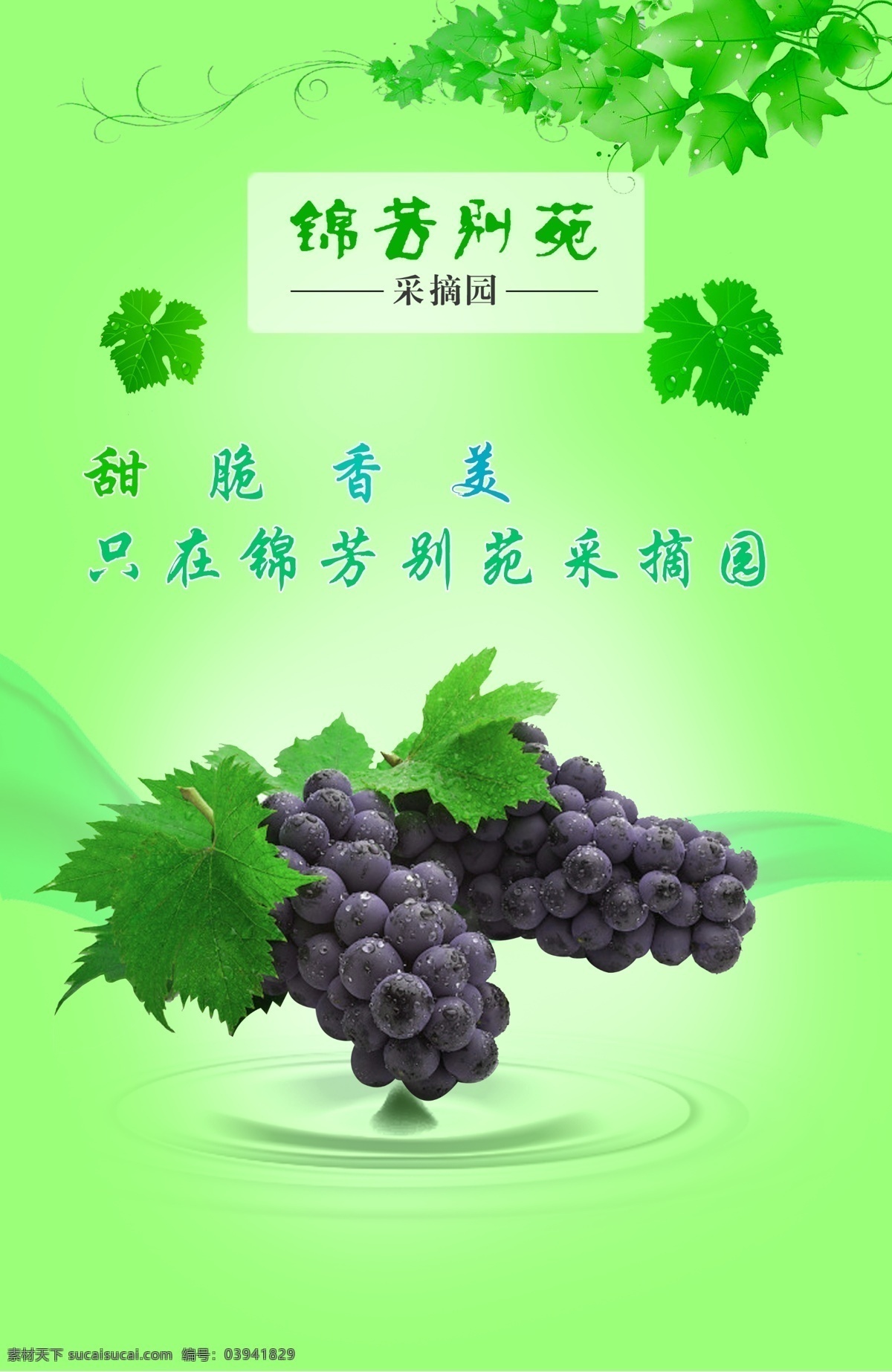 葡萄 葡萄园 美味葡萄 绿色