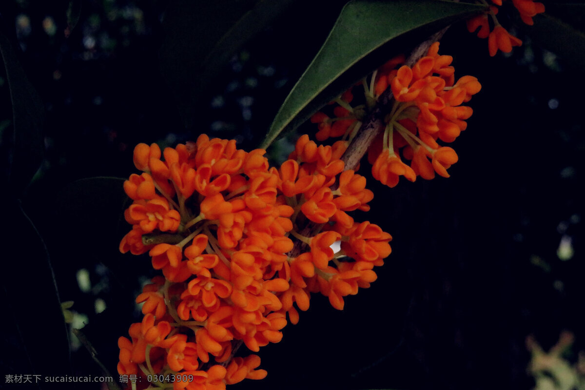 丹桂 橙色 桂花 花朵 唯美 绿叶 生物世界 花草