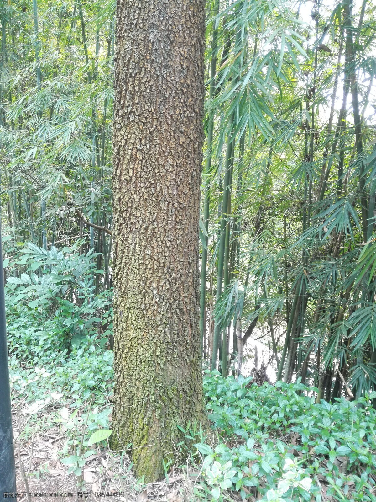 树干 树 大树 皮肤 植物 树皮 背景 贴图 生物世界 树木树叶