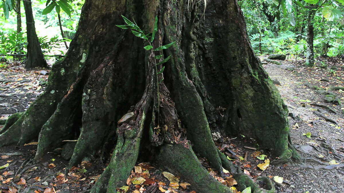 茉莉 titiroa 马 拉 埃 树 股票 视频 丛林 岛 地球 基地 热带 森林 树干 土壤 枝 茉莉亚岛 法属波利尼西亚 倾斜 毛利 植物