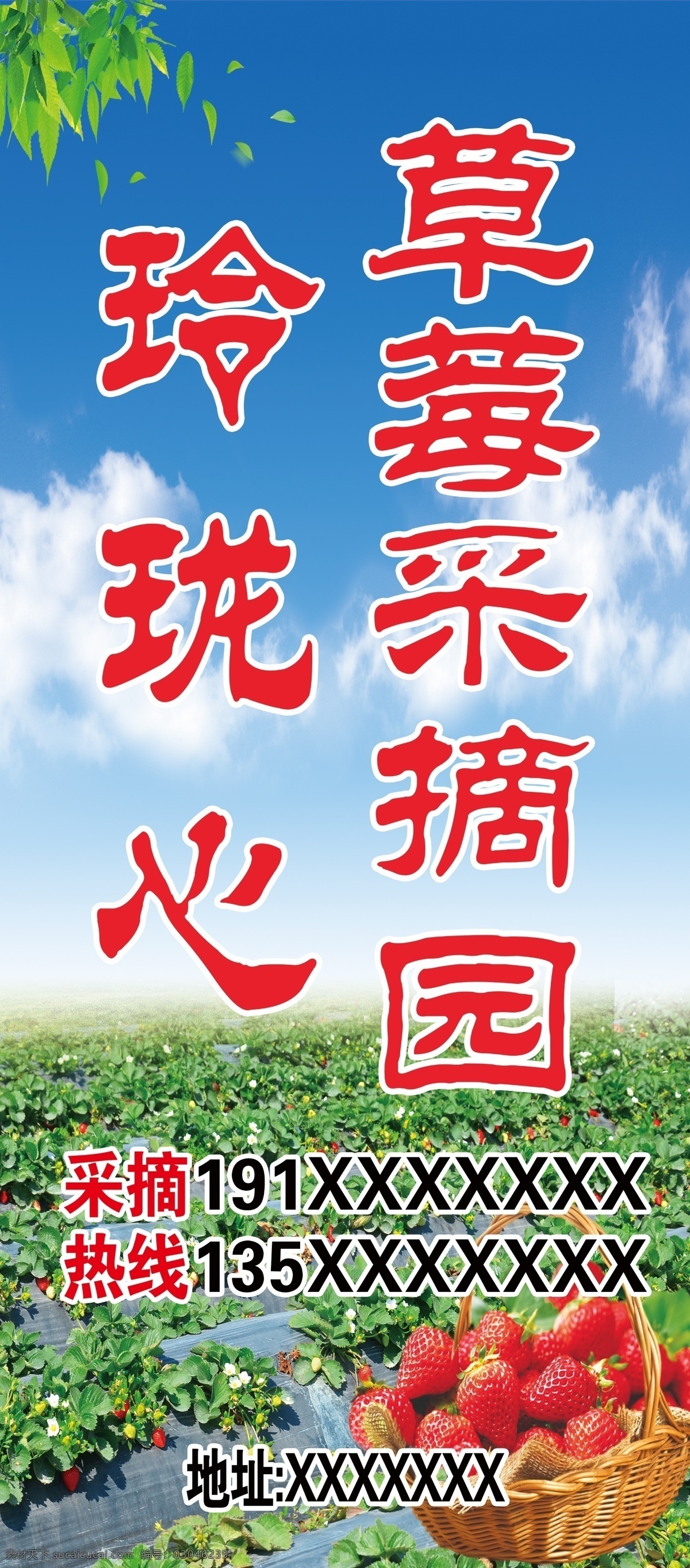 草莓采摘园 草莓 采摘 背景 田园 海报 分层