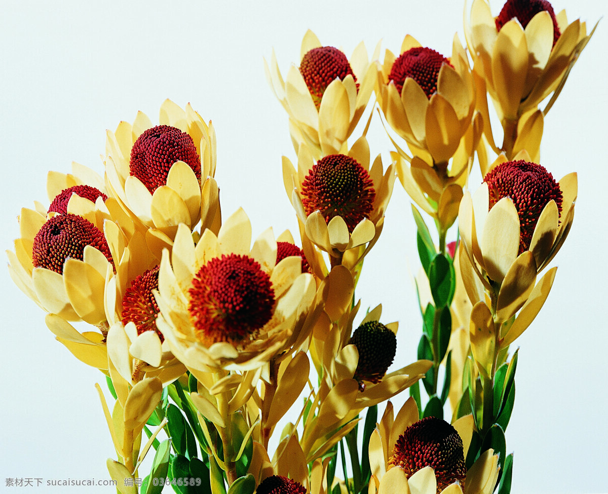 花 姿 花颜 百花世界 花瓣 花草 花朵 花蕊 全球 首席 大百科 一束花 花姿花颜花 生物世界