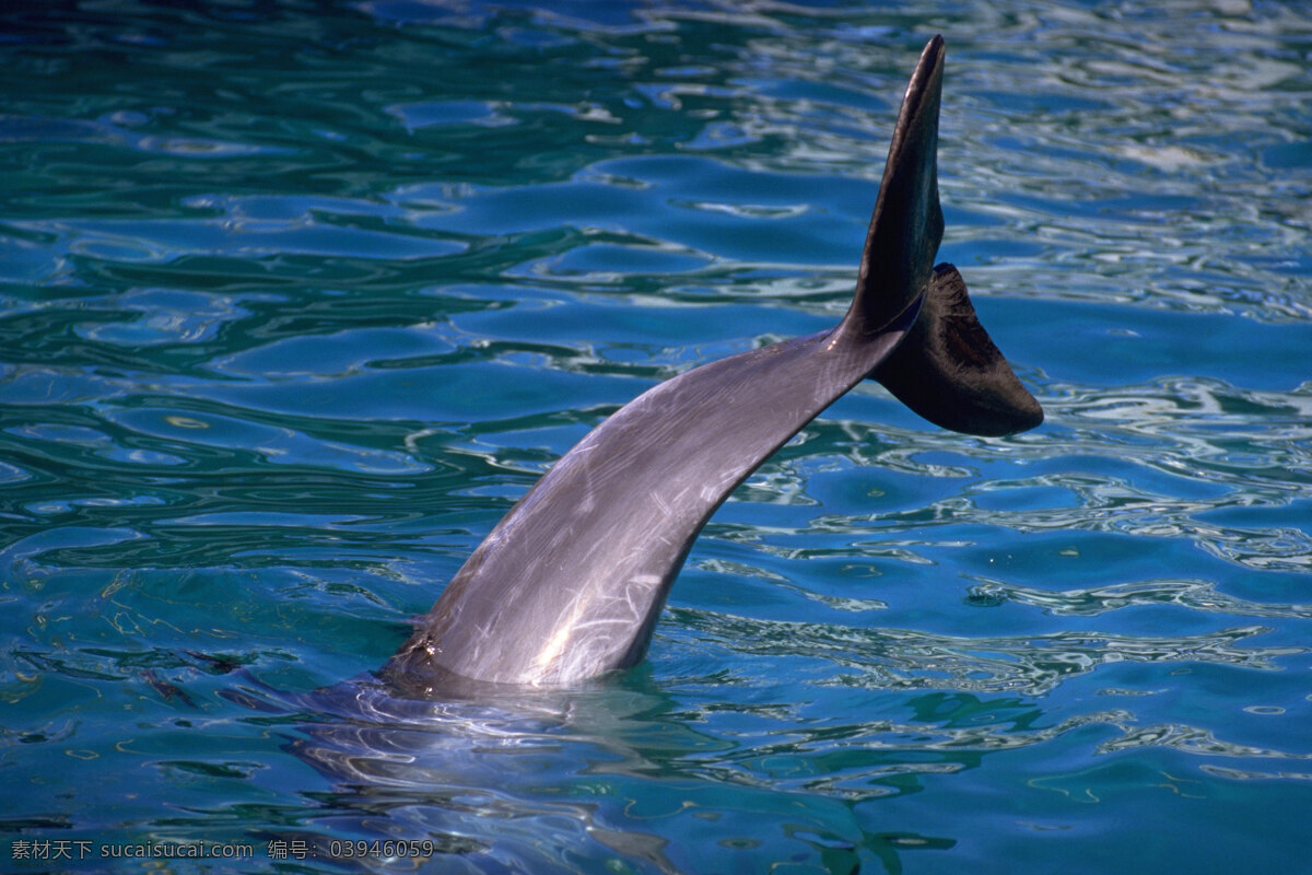 海豚 动物 海洋动物 鸟 飞禽 走兽 鱼 生物世界 海洋生物