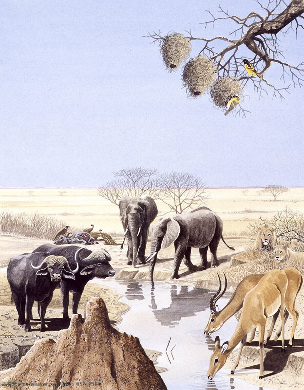 偶蹄目 插画 非洲 水牛 非洲水牛 瞪羚 非洲狮 狮子 非洲象 文鸟科 白色