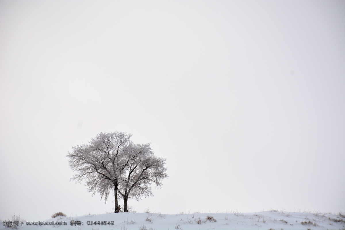 雪中大树 内蒙古 克什克腾旗 大学 树木 雾凇 冬天 寒冷 大雪 空旷 寂寥 树木枝叶 生物世界 树木树叶