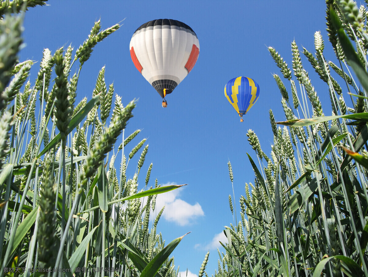 麦穗 上方 飞翔 热气球 蓝天 白云 飞翔的热气球 其他类别 生活百科 蓝色