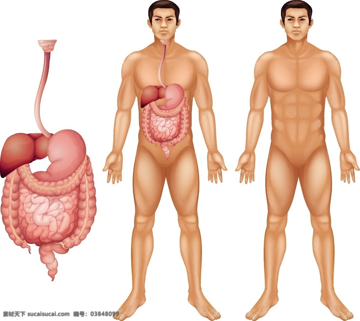 人体内脏 心脏 前列腺 胃 人体解剖图 肝脏 人体结构 人物 分层 生活百科 医疗保健