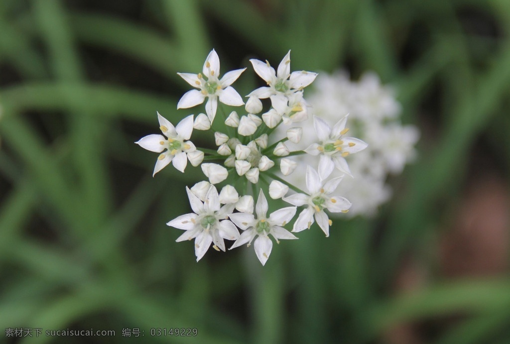韭菜花 花 韭菜 蔬菜 植物 植物花 蔬菜花 生物世界