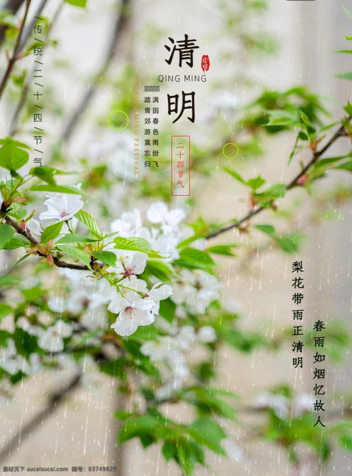 清明节气 清明节 节气 梨花 花雨 祭祖