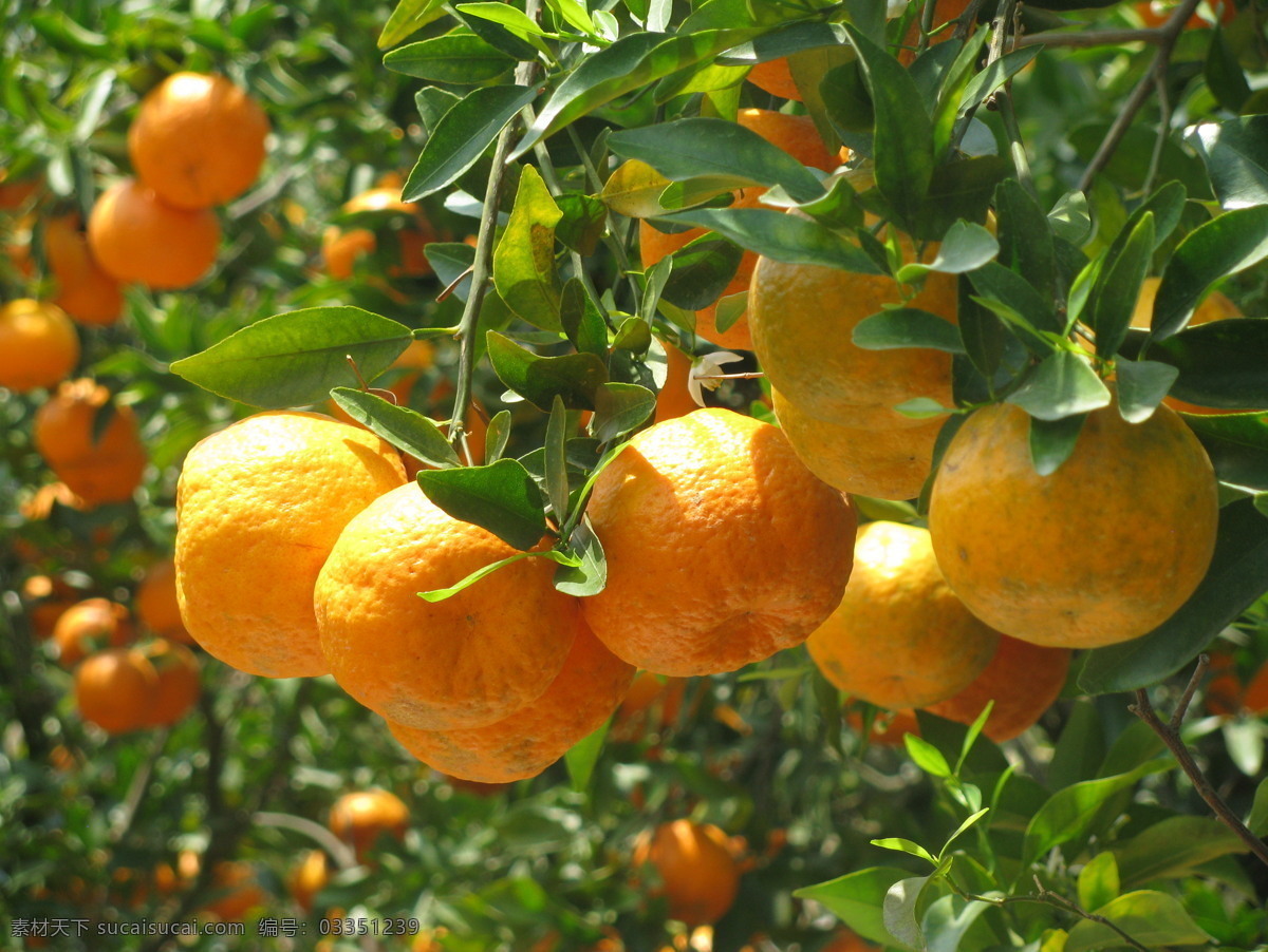 柑桔 椪柑 甜橙 橘子 桔子 柑橘 橙子 水果 黄色 生物世界