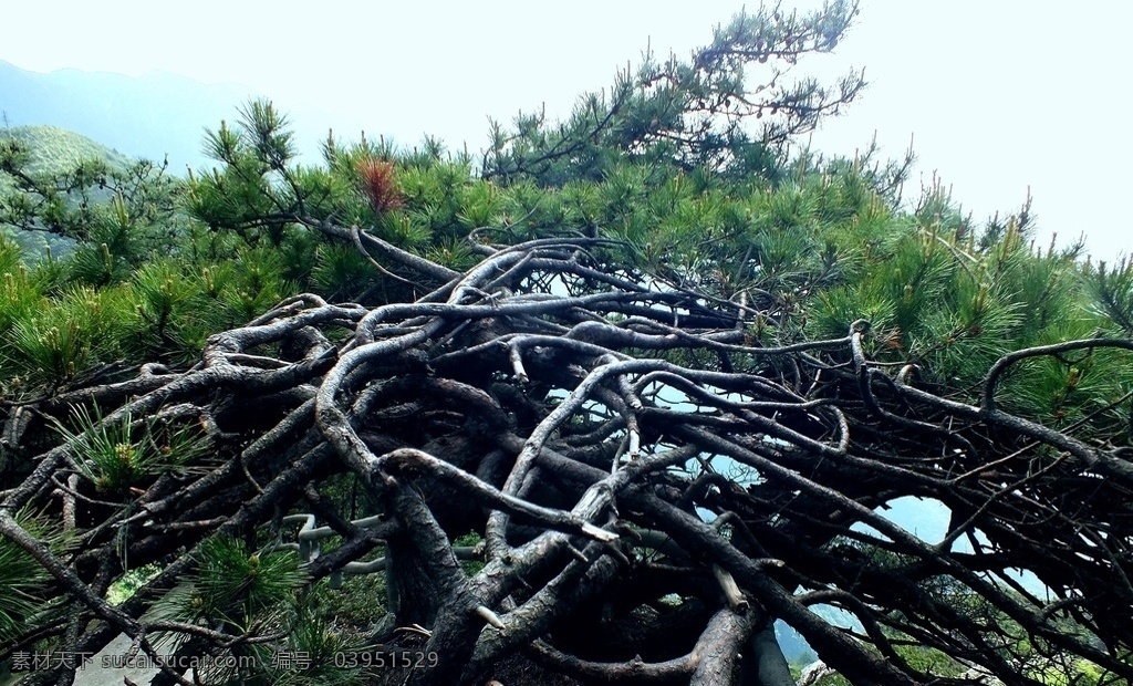 奇松 松树 松枝 树木 武功山 树木树叶 生物世界