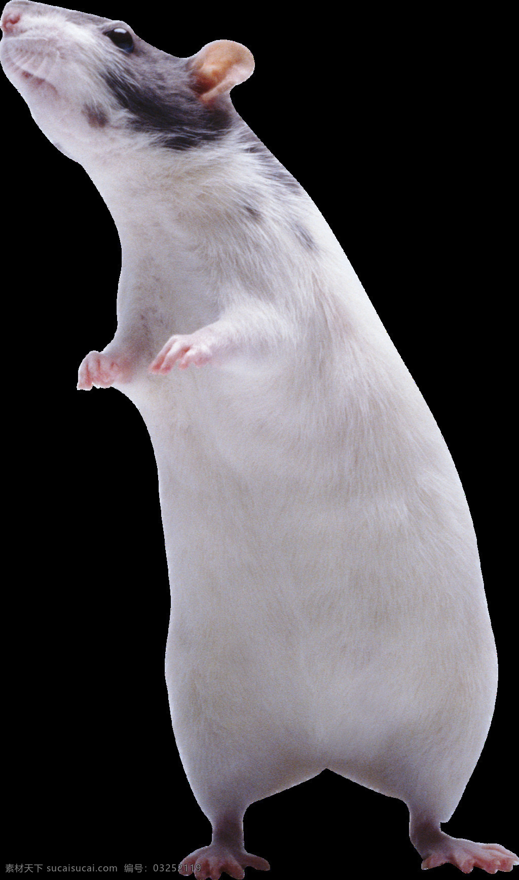 双腿 站立 白色 老鼠 免 抠 透明 图 层 老鼠卡通图片 日本 核辐射 变异 世界 上 最大 巨型 可爱老鼠 简 笔画 大全 老鼠简笔画 彩色老鼠图片 田鼠