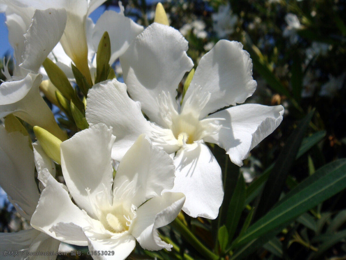 兰 爽 竹 桃 白花 花草 花蕾 绿叶 生物世界 兰爽竹桃 白色花心 矢量图 日常生活