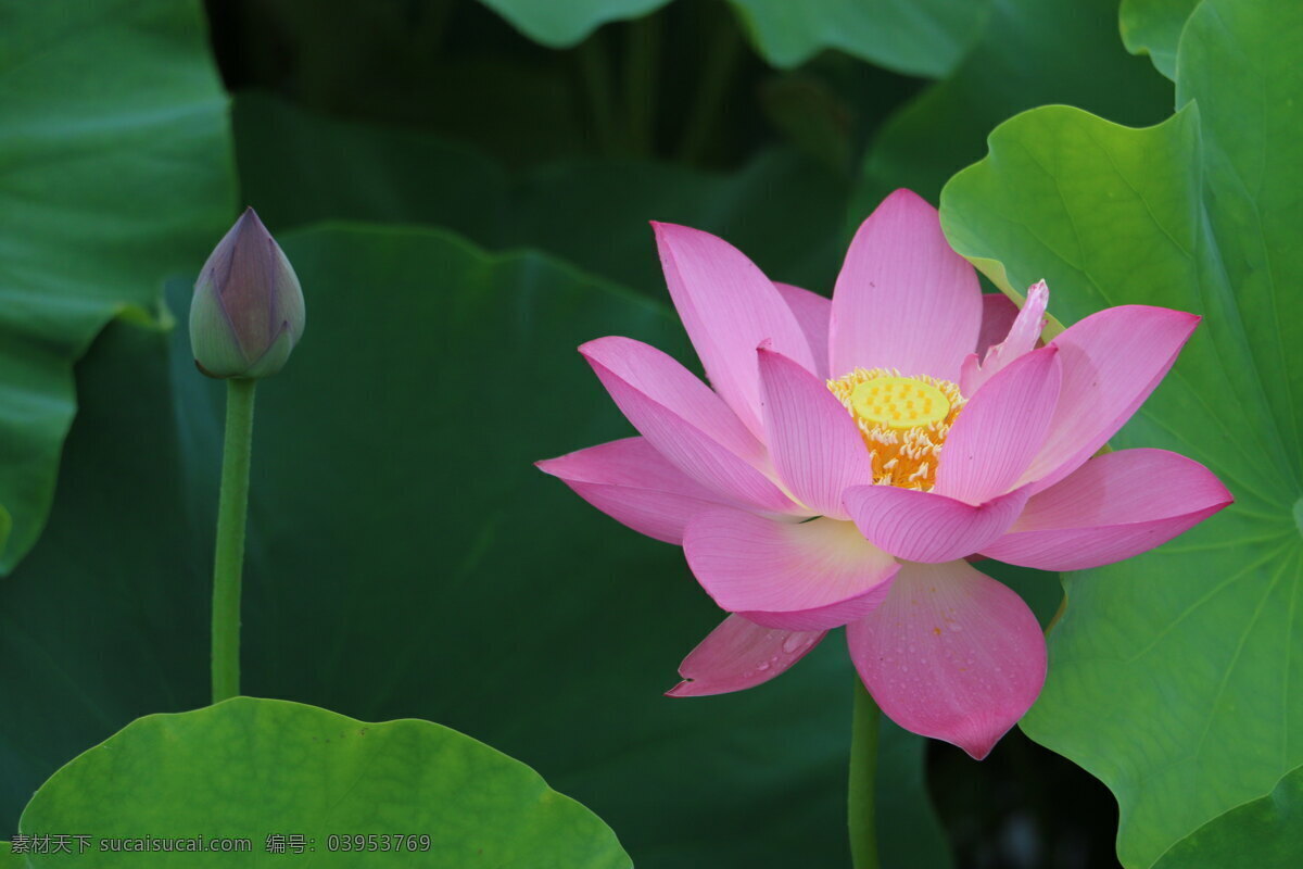 荷花 早晨 美丽 生物世界 花草