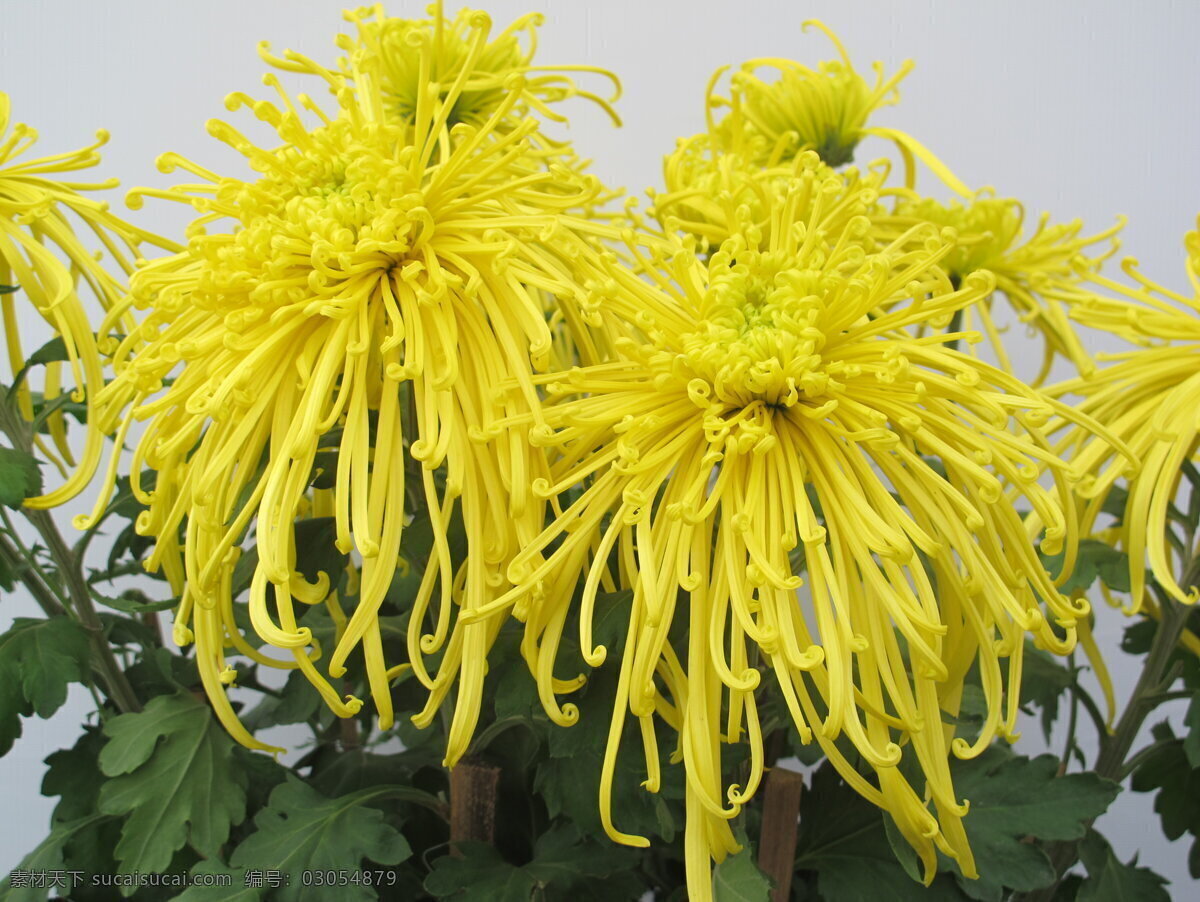 黄菊花 野菊花 菊花丛 公园菊花 花卉 菊花 生物世界 花草 黄色