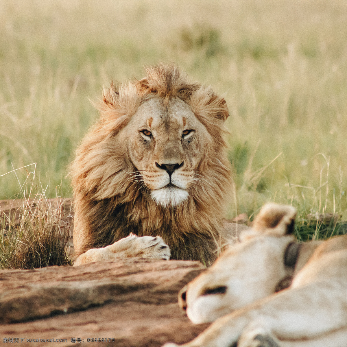 狮子图片 狮子 狮子王 母狮 幼狮 公狮 生物世界 野生动物