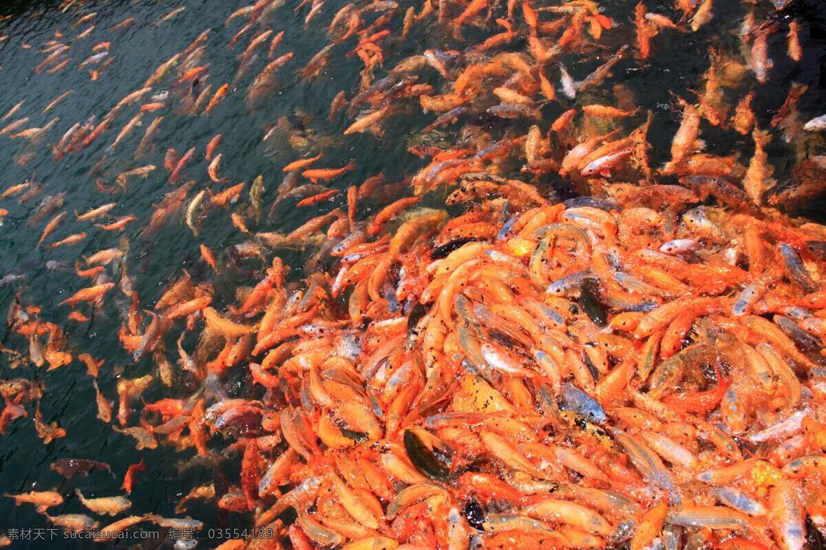 景 鲤 成群 红色 湖泊 锦鲤 鲤鱼 生物世界 鱼类 鱼群 景鲤成群