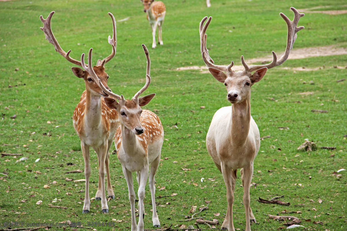梅花鹿 马鹿 驯鹿 欧亚驼鹿 狍 cervidae 哺乳动物 动物