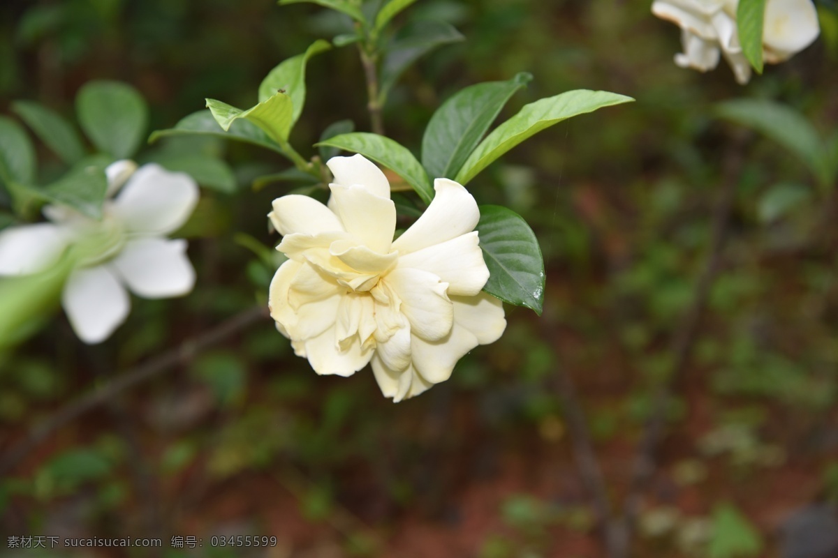 栀子花 白色花 花朵 鲜花 花瓣 盛开 花草 植物 生物世界 花卉