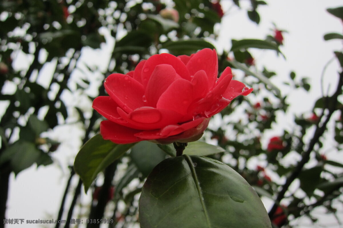 雨后茶花 辰山 水珠 红色 茶花 绿叶 辰山植物园 花草 生物世界