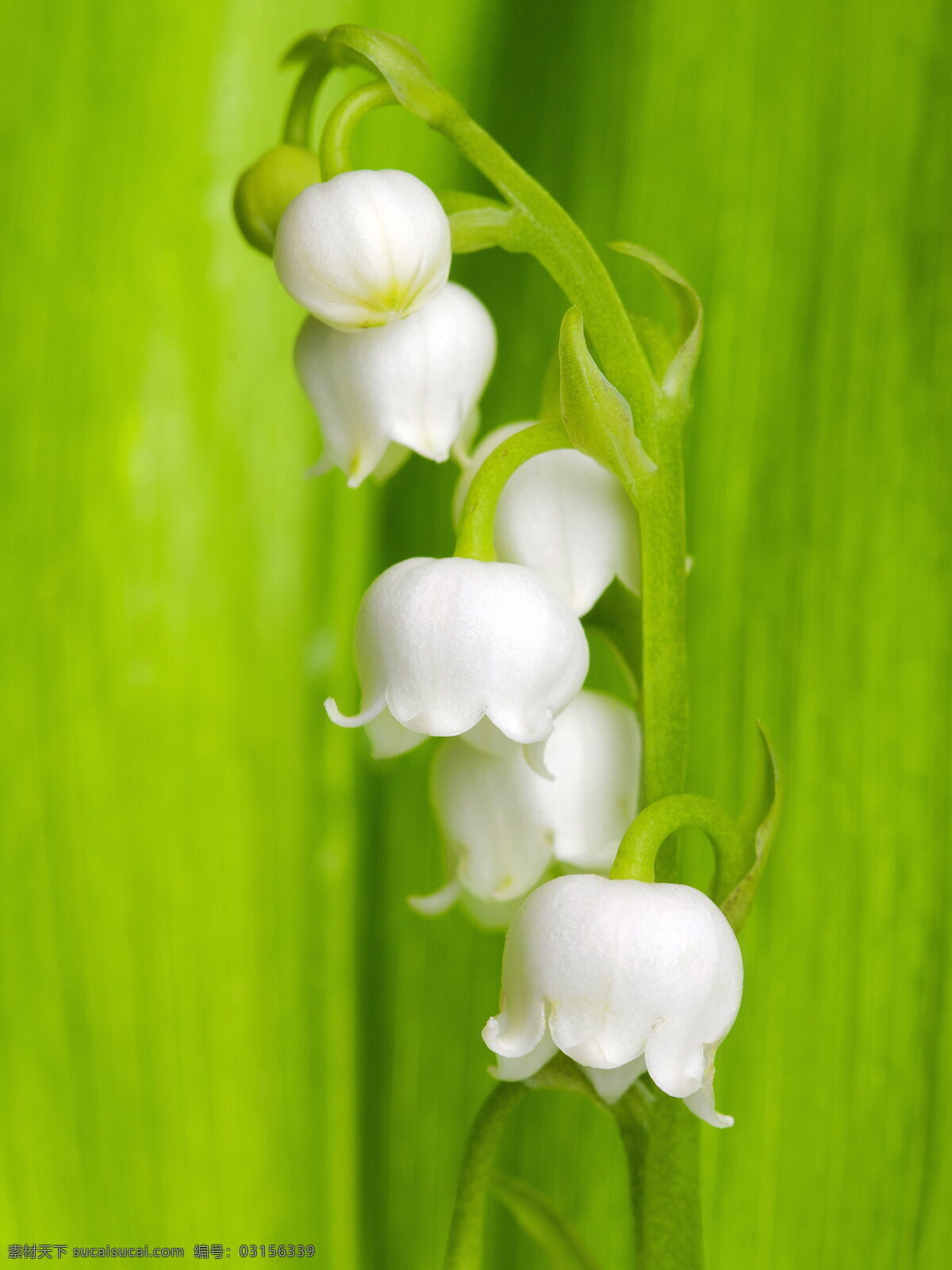 铃兰 白色花朵 风铃花 风铃草 白花 绿叶 叶子 鲜花 花穗 花朵 花卉 花草 植物 生物世界
