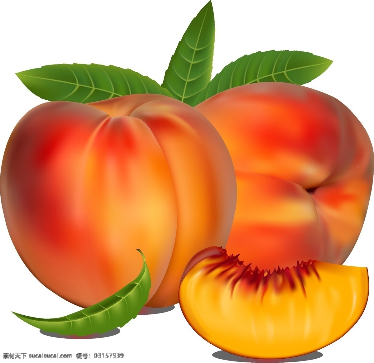矢量 桃子 彩色 餐饮美食 生活百科 水果 写实 模板下载 矢量桃子 矢量图 日常生活